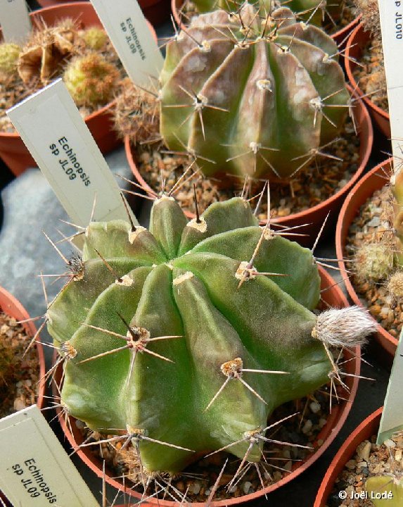 Echinopsis sp JL09-876